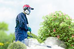 Обработка сада от паразитов - необходимые меры и их регулярность  в Армавире